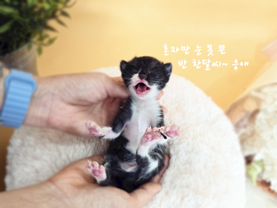 공고 번호가 경북-포항-2024-00418인 한국 고양이 동물 사진