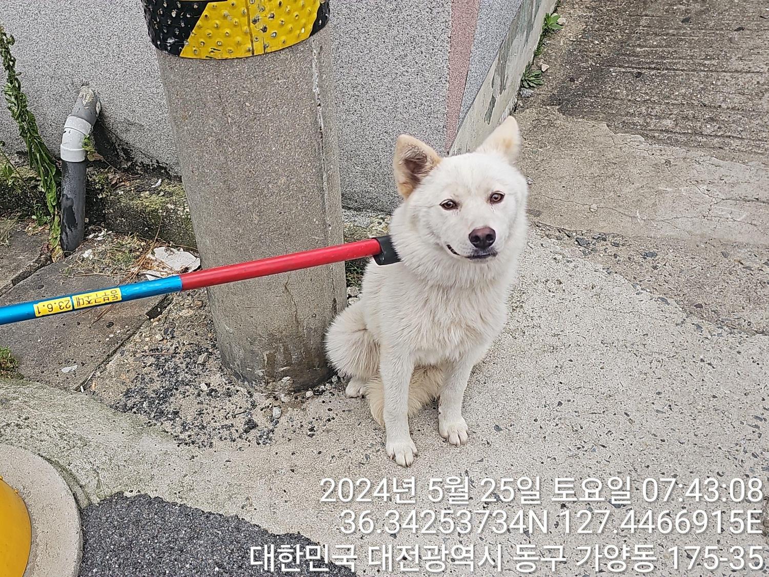 공고 번호가 대전-동구-2024-00142인 믹스견 동물 사진