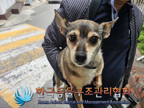 공고 번호가 서울-중랑-2024-00056인 믹스견 동물 사진  