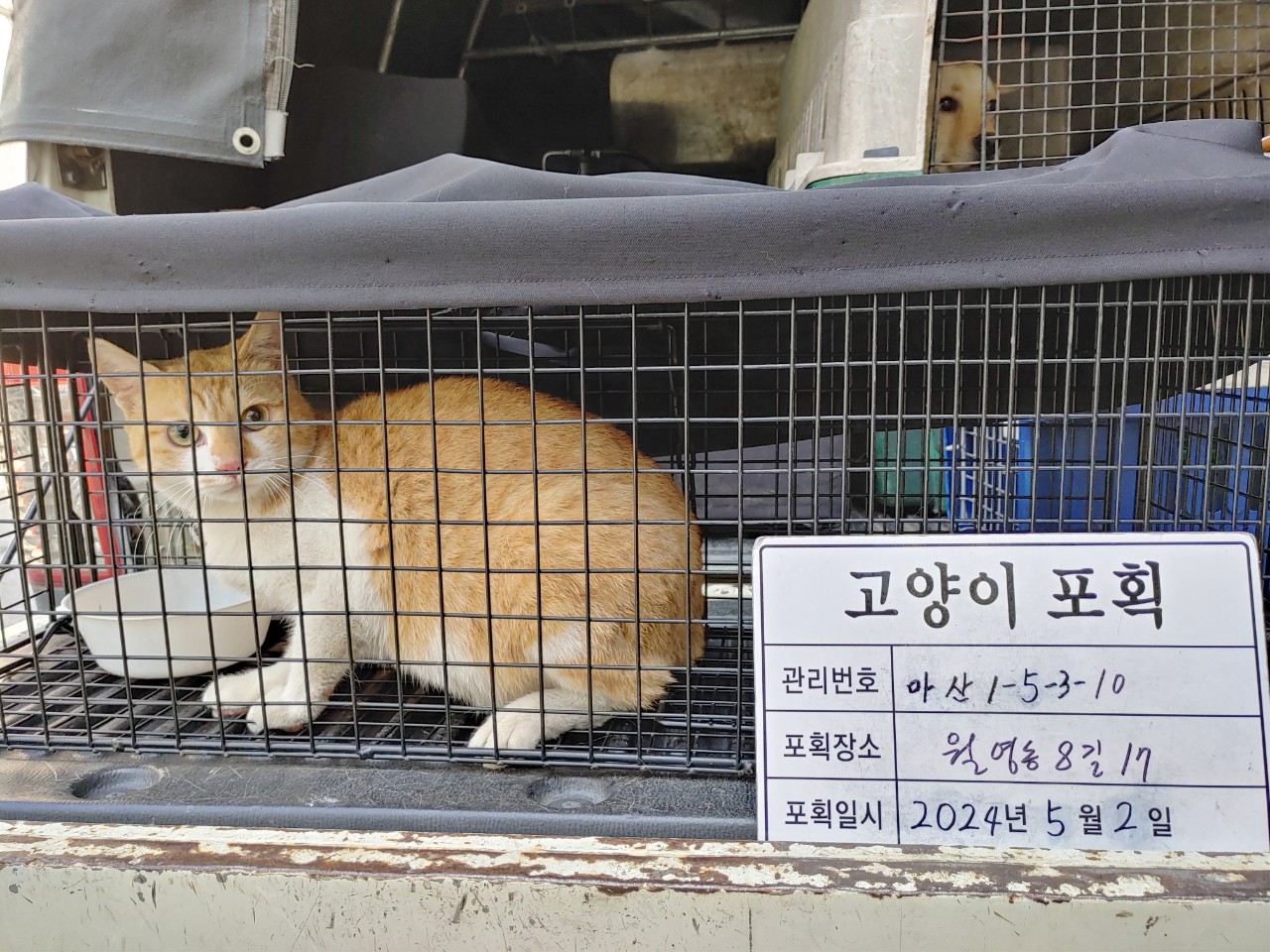 보호중동물사진 공고번호-경남-마산-2024-00621