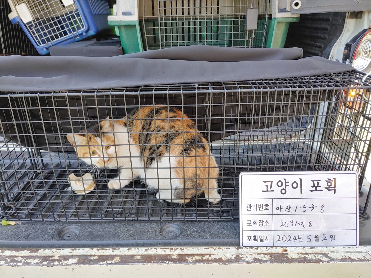 보호중동물사진 공고번호-경남-마산-2024-00619