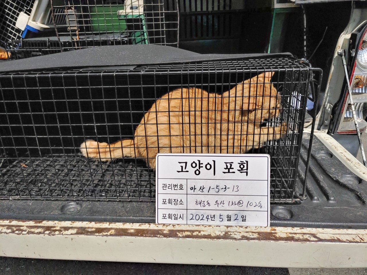 보호중동물사진 공고번호-경남-마산-2024-00624