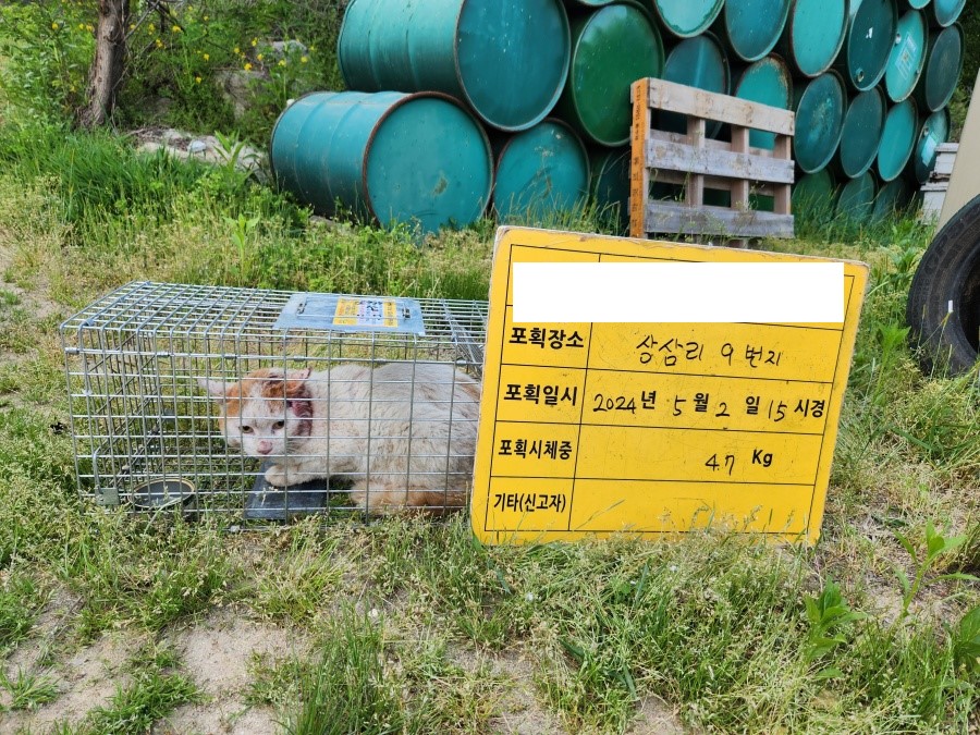 보호중동물사진 공고번호-충북-청주-2024-01101