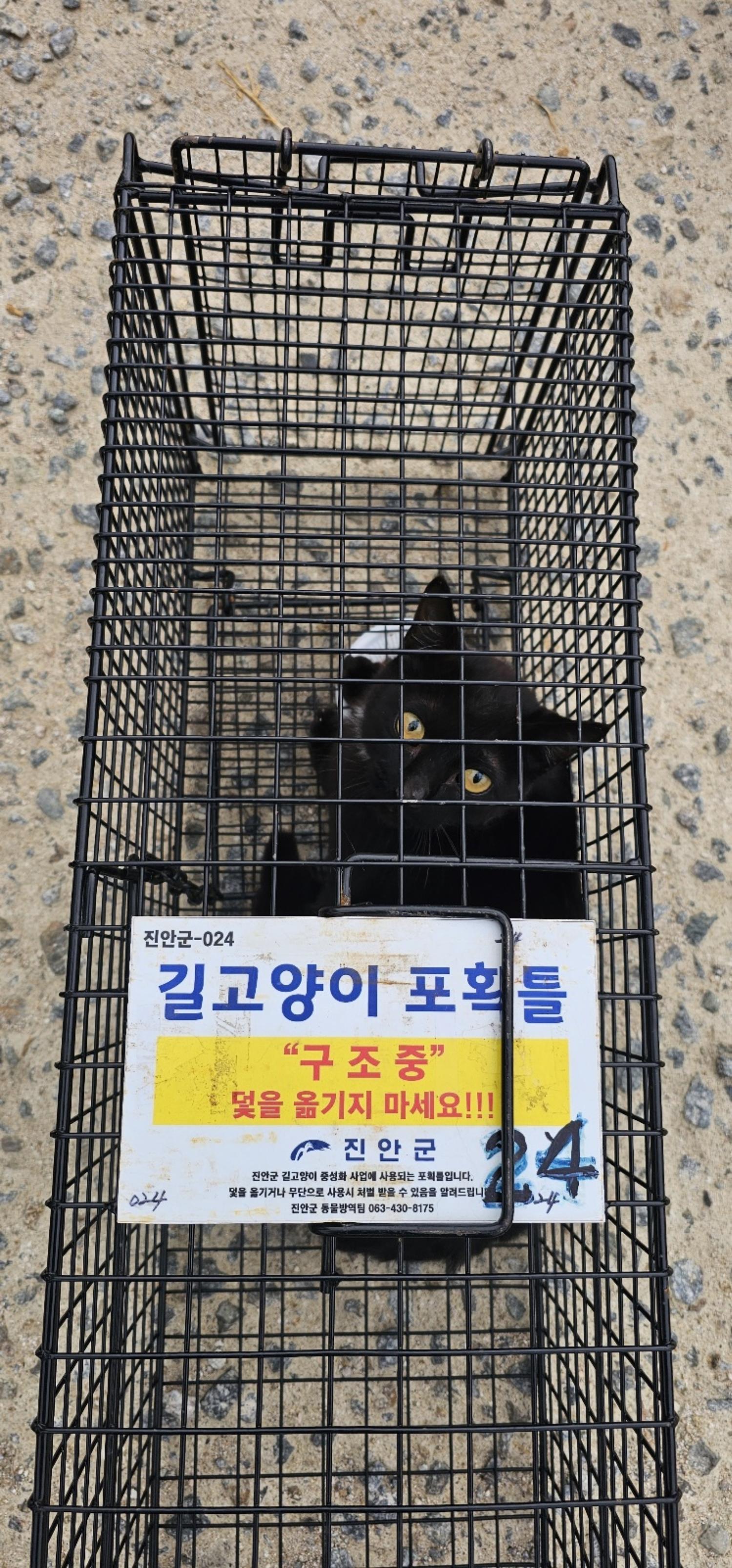 보호중동물사진 공고번호-전북-진안-2024-00217