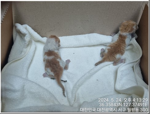 공고 번호가 대전-서구-2024-00150인 한국 고양이 동물 사진  
