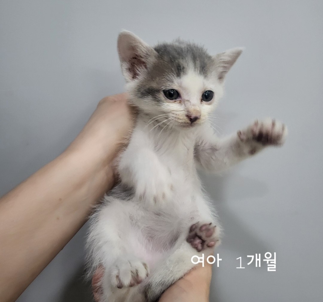공고 번호가 충북-옥천-2024-00216인 한국 고양이 동물 사진