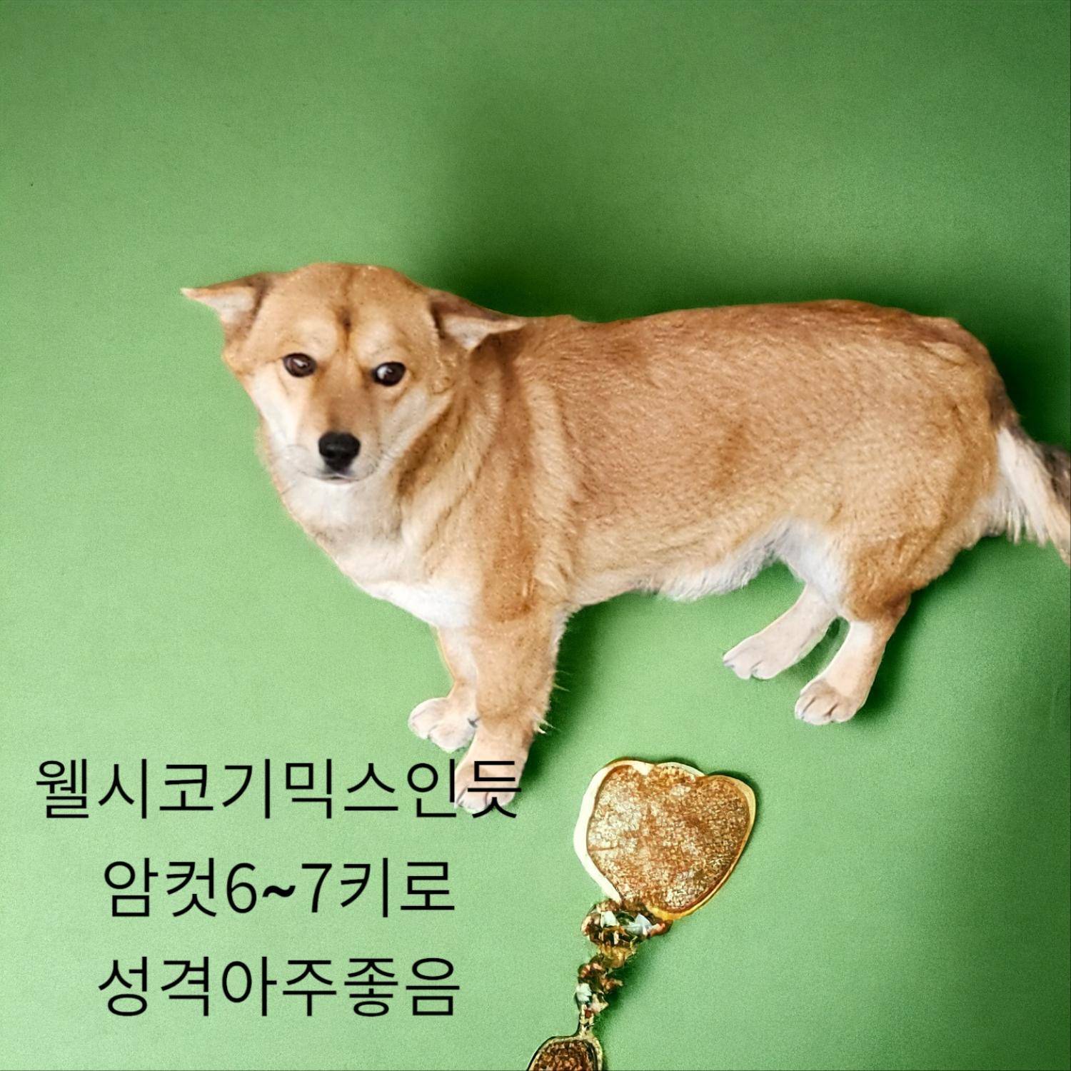 공고 번호가 경북-성주-2024-00187인 기타 동물 사진