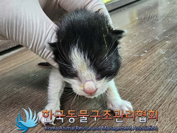공고 번호가 경기-포천-2024-00358인 한국 고양이 동물 사진