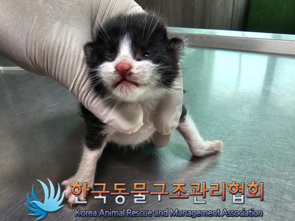 공고 번호가 경기-포천-2024-00357인 한국 고양이 동물 사진