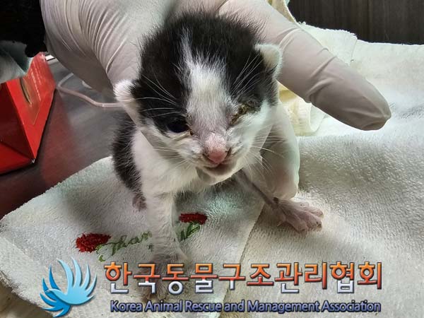 공고 번호가 경기-포천-2024-00352인 한국 고양이 동물 사진
