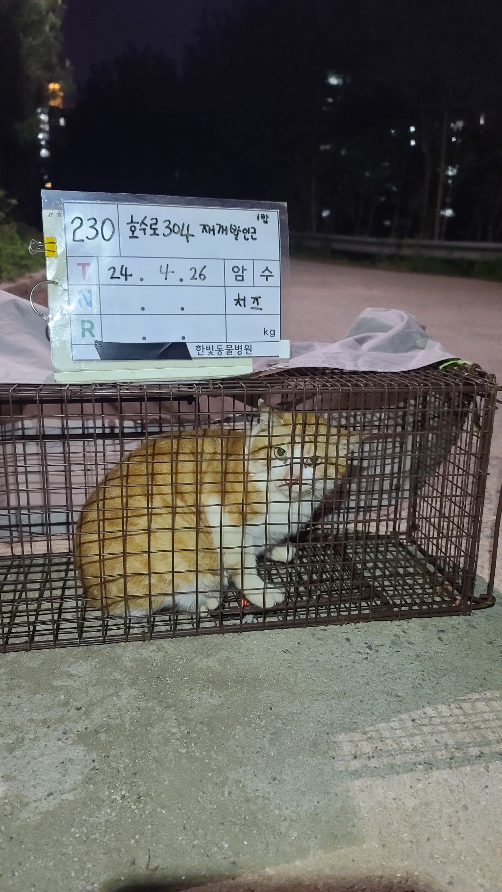 보호중동물사진 공고번호-경기-군포-2024-00230