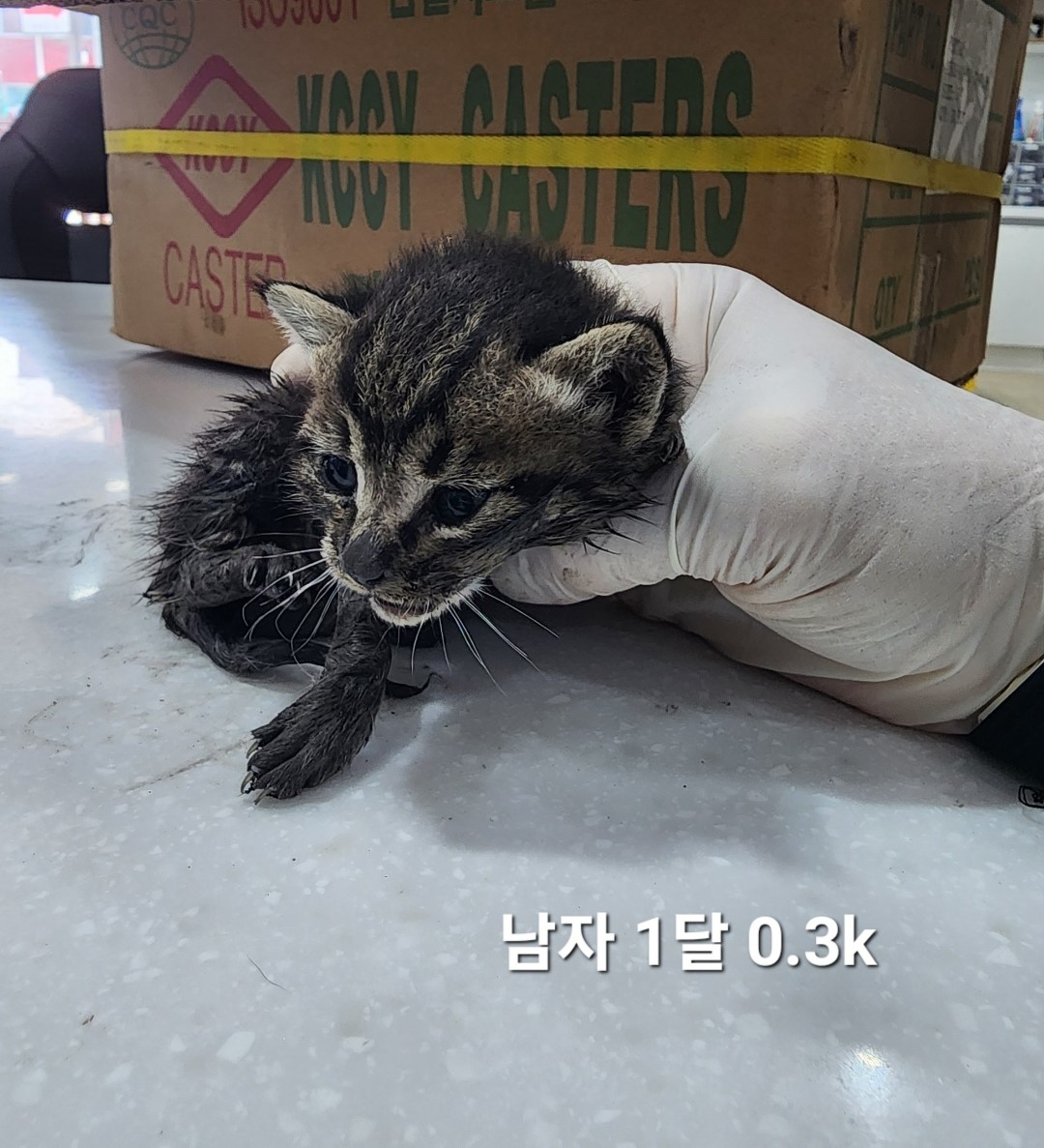 공고 번호가 충북-옥천-2024-00219인 한국 고양이 동물 사진