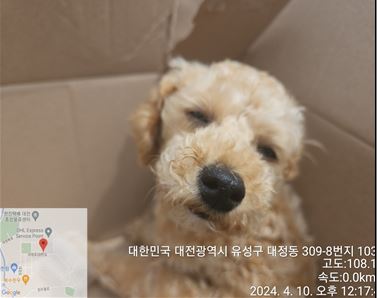공고 번호가 대전-유성-2024-00105인 믹스견 동물 사진  