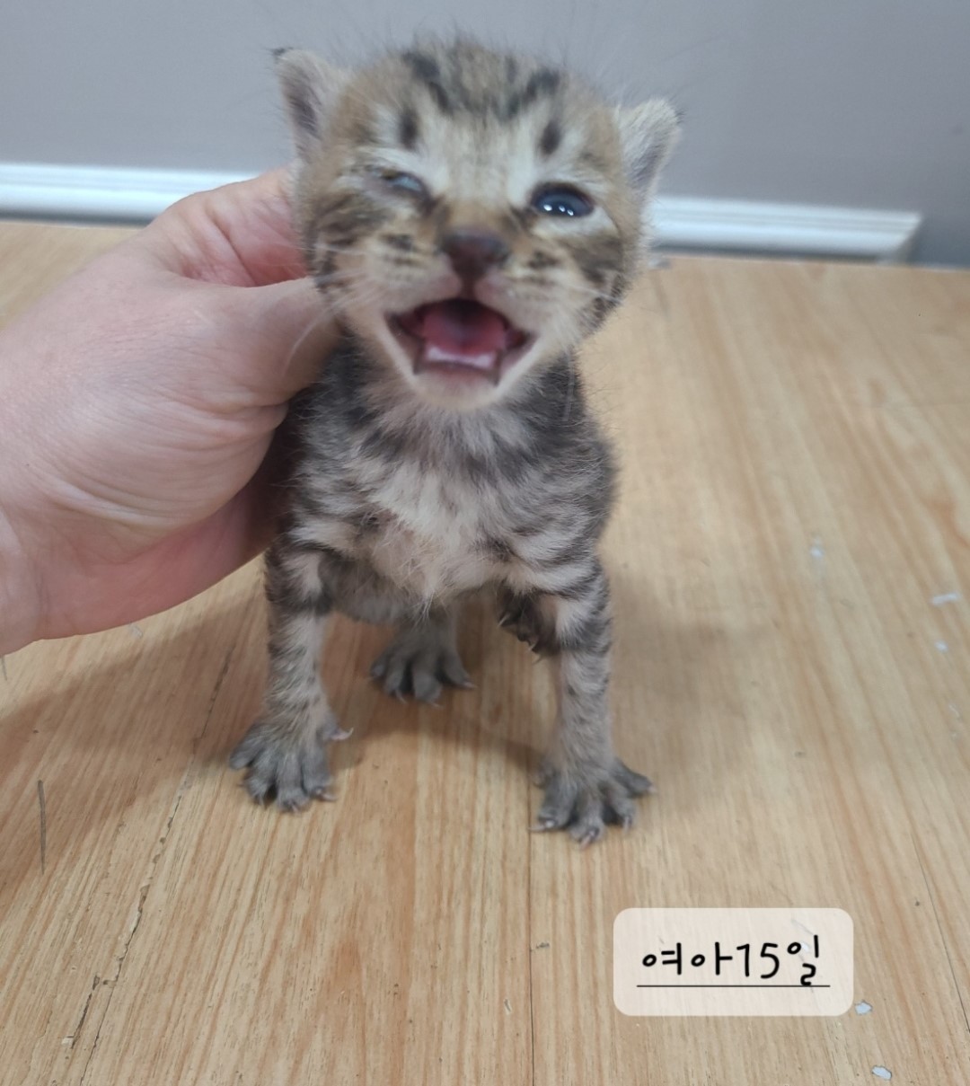 공고 번호가 충북-옥천-2024-00174인 한국 고양이 동물 사진