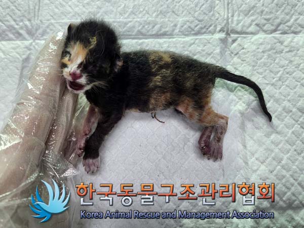 공고 번호가 서울-은평-2024-00089인 한국 고양이 동물 사진  