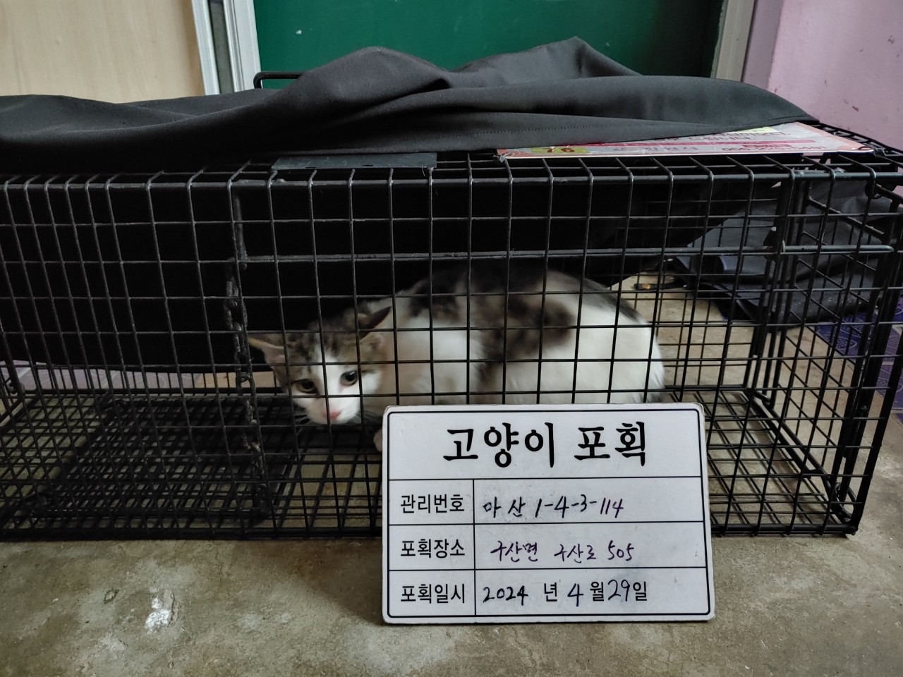 보호중동물사진 공고번호-경남-마산-2024-00592