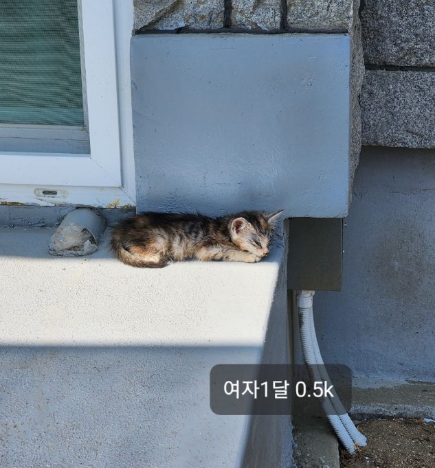 공고 번호가 충북-옥천-2024-00183인 한국 고양이 동물 사진