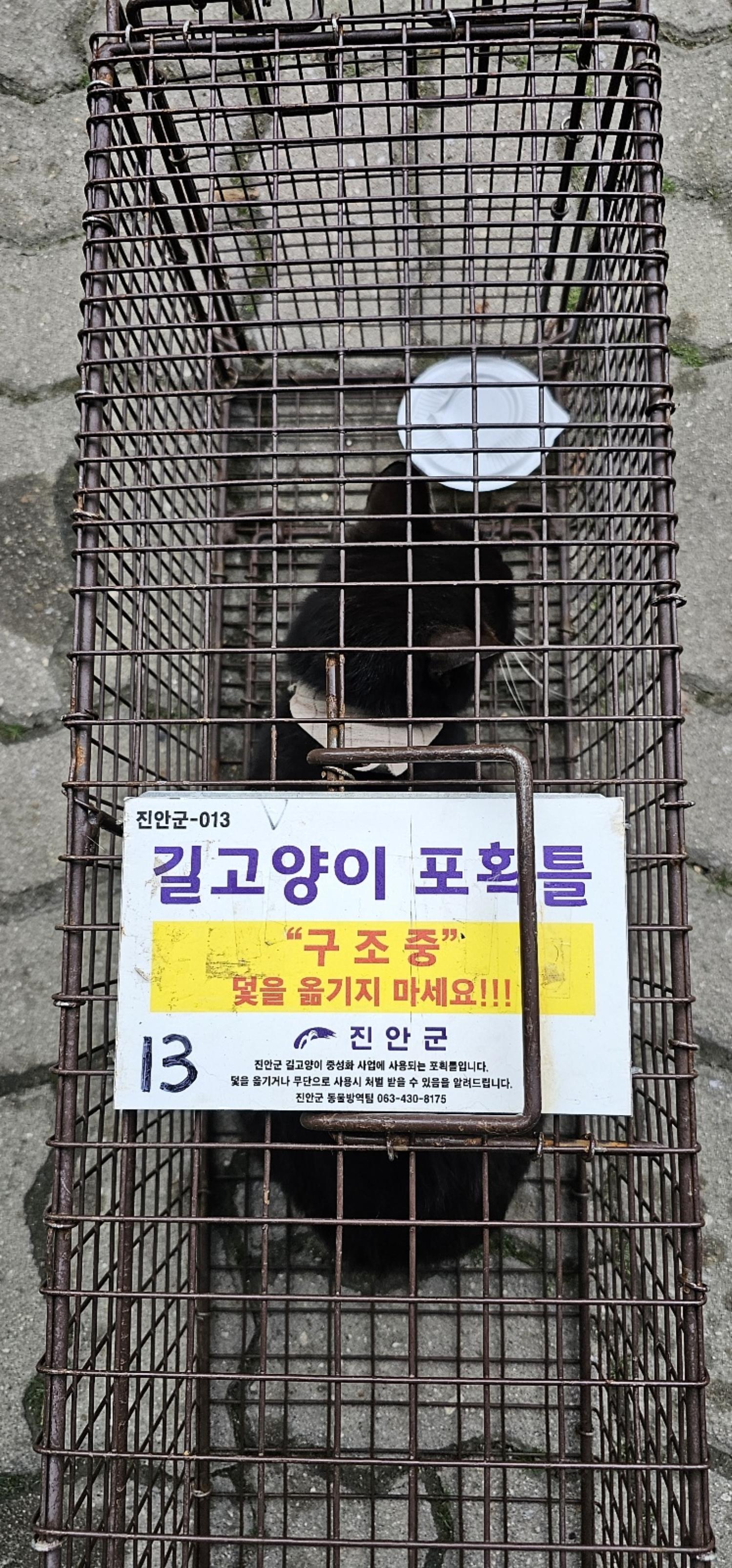 보호중동물사진 공고번호-전북-진안-2024-00229