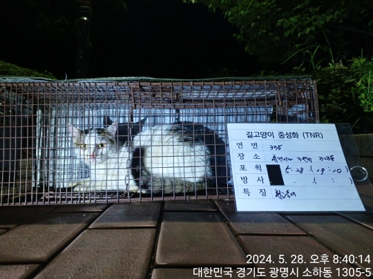 보호중동물사진 공고번호-경기-광명-2024-00338