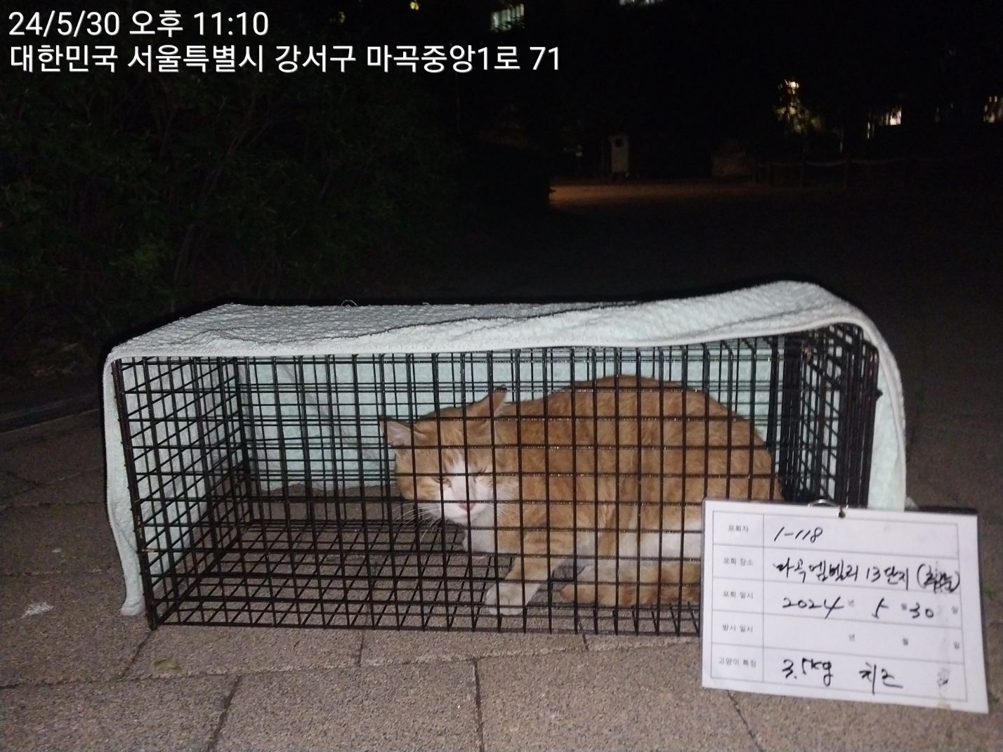 보호중동물사진 공고번호-서울-강서-2024-00214