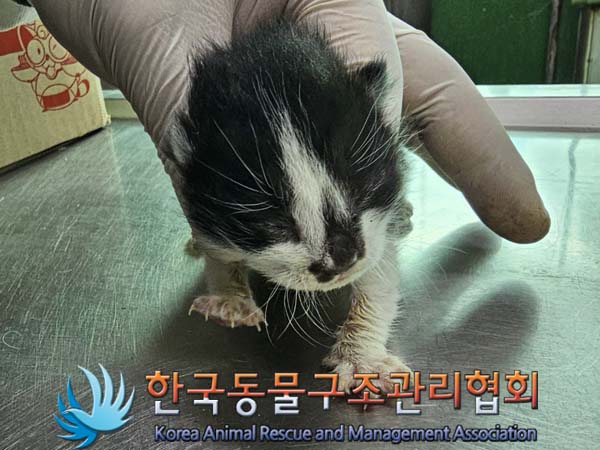 공고 번호가 서울-구로-2024-00037인 한국 고양이 동물 사진  