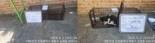 보호중동물사진 공고번호-인천-부평-2024-00248