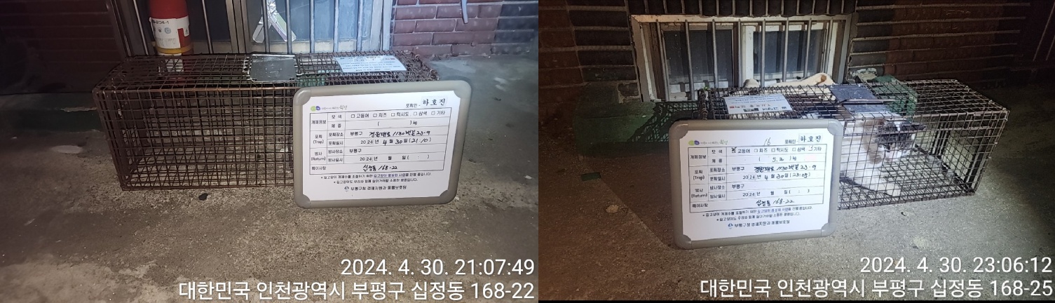 보호중동물사진 공고번호-인천-부평-2024-00083