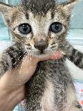 공고 번호가 경기-부천-2024-00155인 한국 고양이 동물 사진