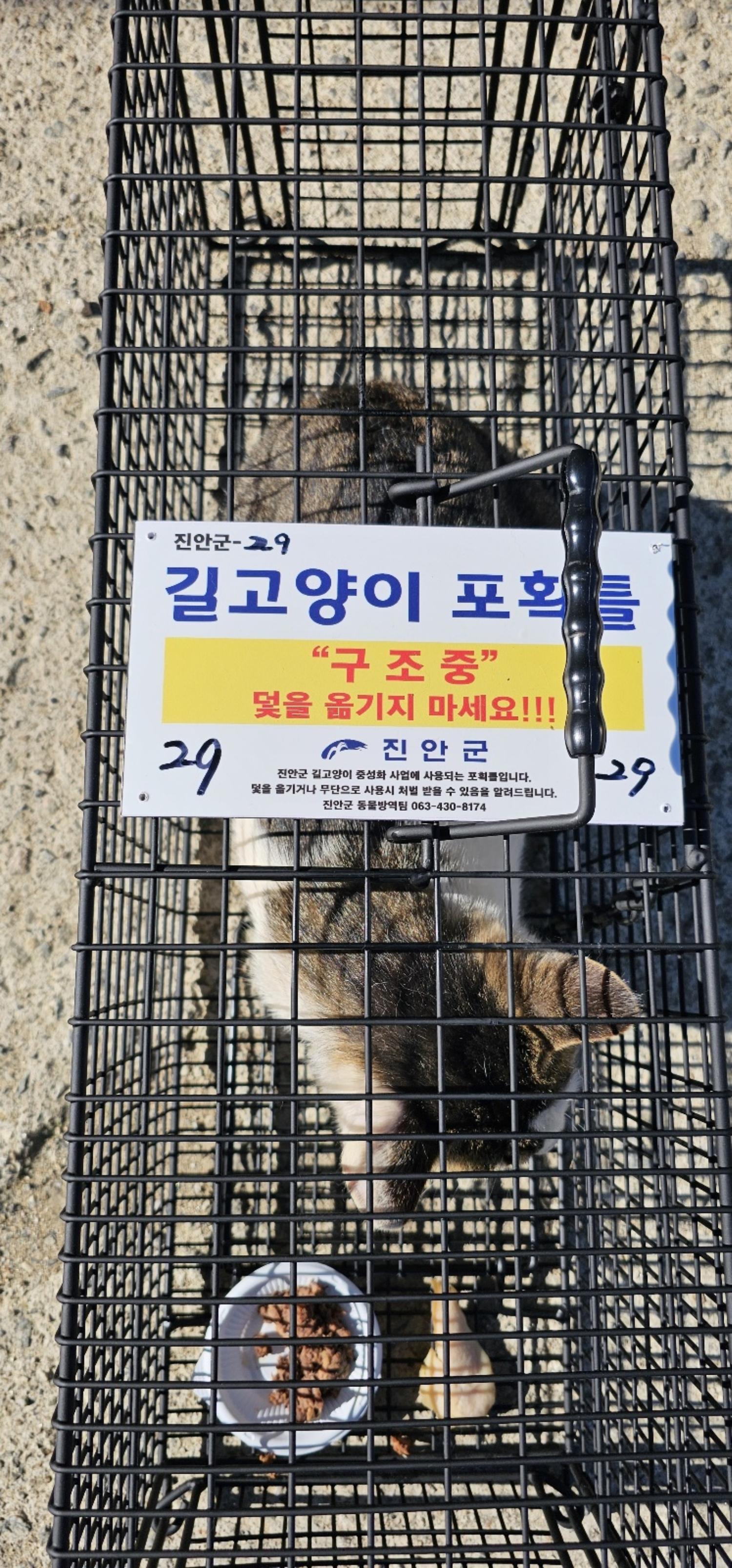 보호중동물사진 공고번호-전북-진안-2024-00237