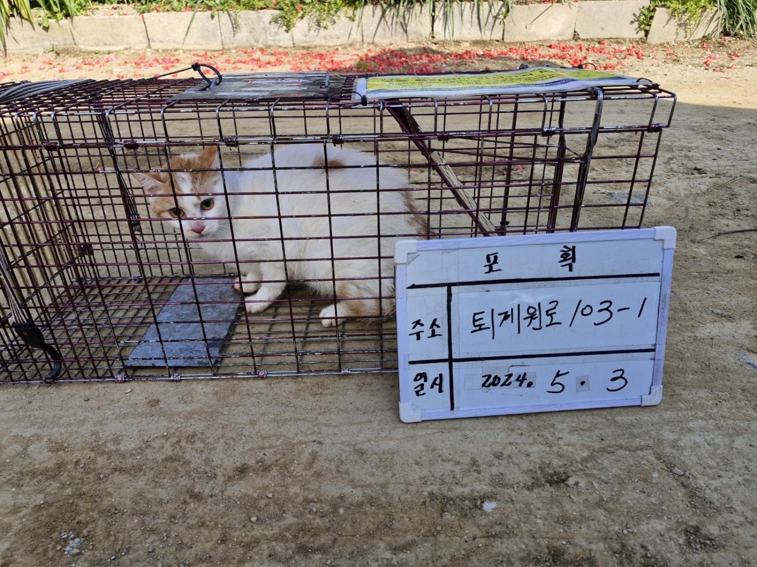 보호중동물사진 공고번호-경기-남양주-2024-00954