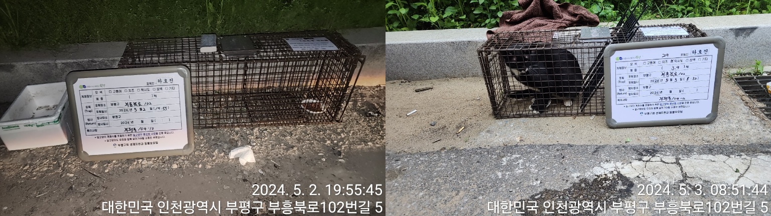 보호중동물사진 공고번호-인천-부평-2024-00095