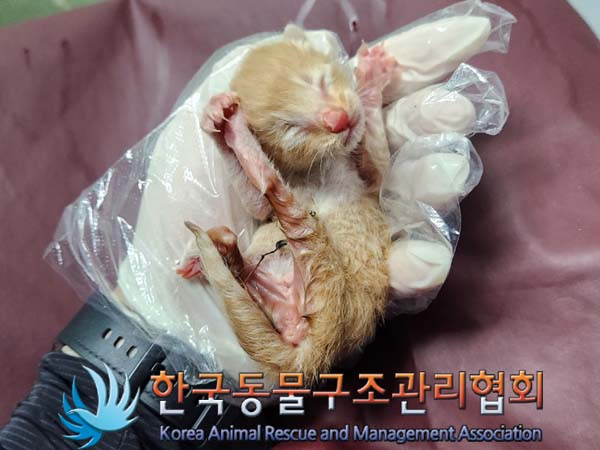 공고 번호가 서울-금천-2024-00059인 한국 고양이 동물 사진  