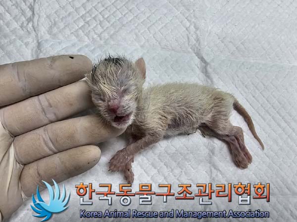공고 번호가 경기-포천-2024-00436인 한국 고양이 동물 사진  