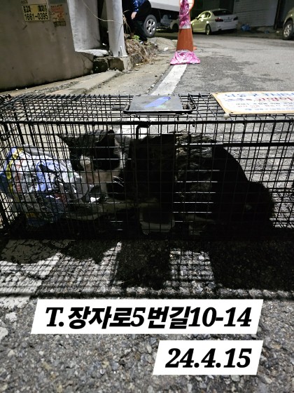 보호중동물사진 공고번호-인천-남동-2024-00226