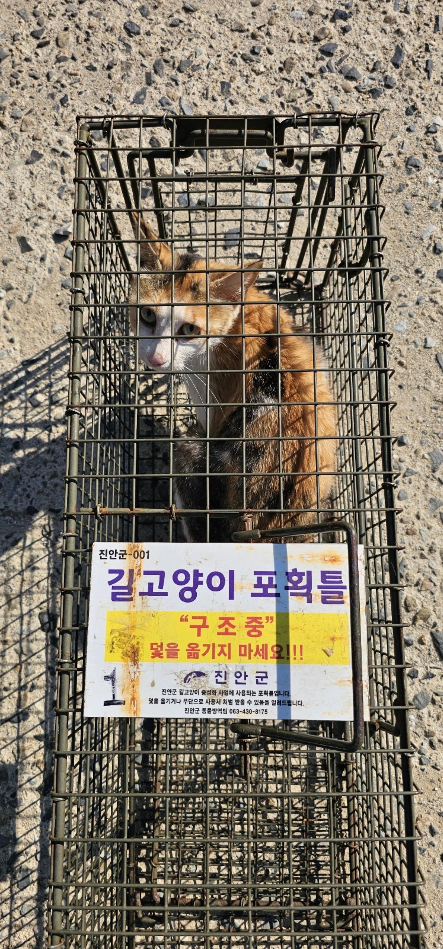 보호중동물사진 공고번호-전북-진안-2024-00302