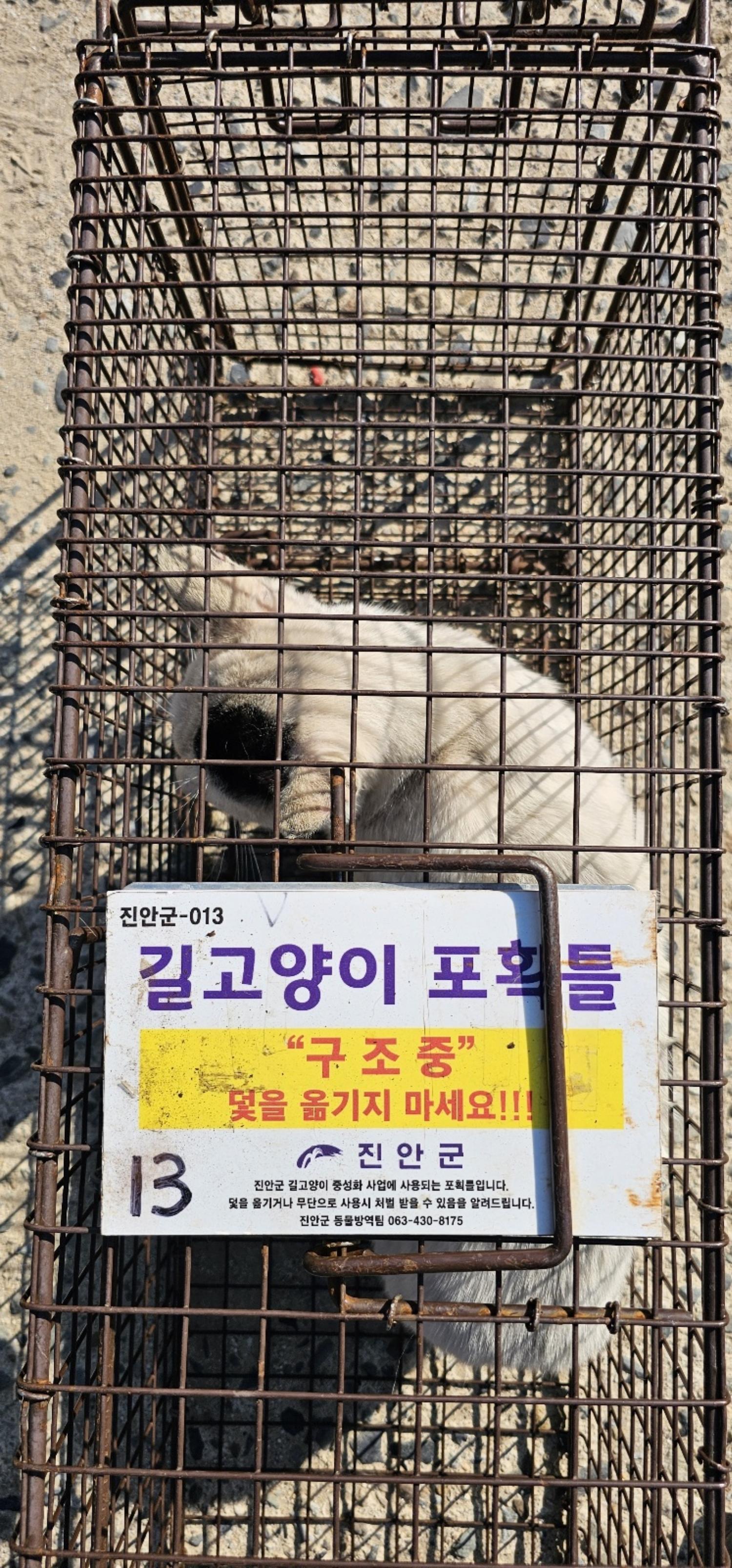 보호중동물사진 공고번호-전북-진안-2024-00300