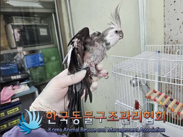 공고 번호가 서울-강동-2024-00056인 기타축종 동물 사진