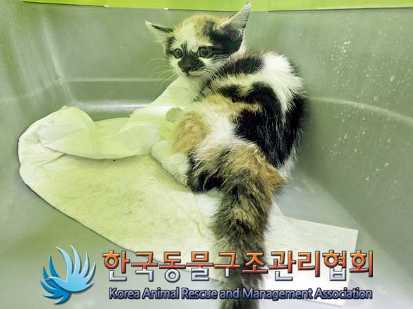공고 번호가 서울-구로-2024-00042인 한국 고양이 동물 사진