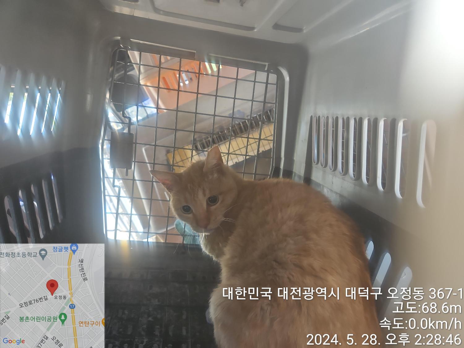 공고 번호가 대전-대덕-2024-00101인 한국 고양이 동물 사진