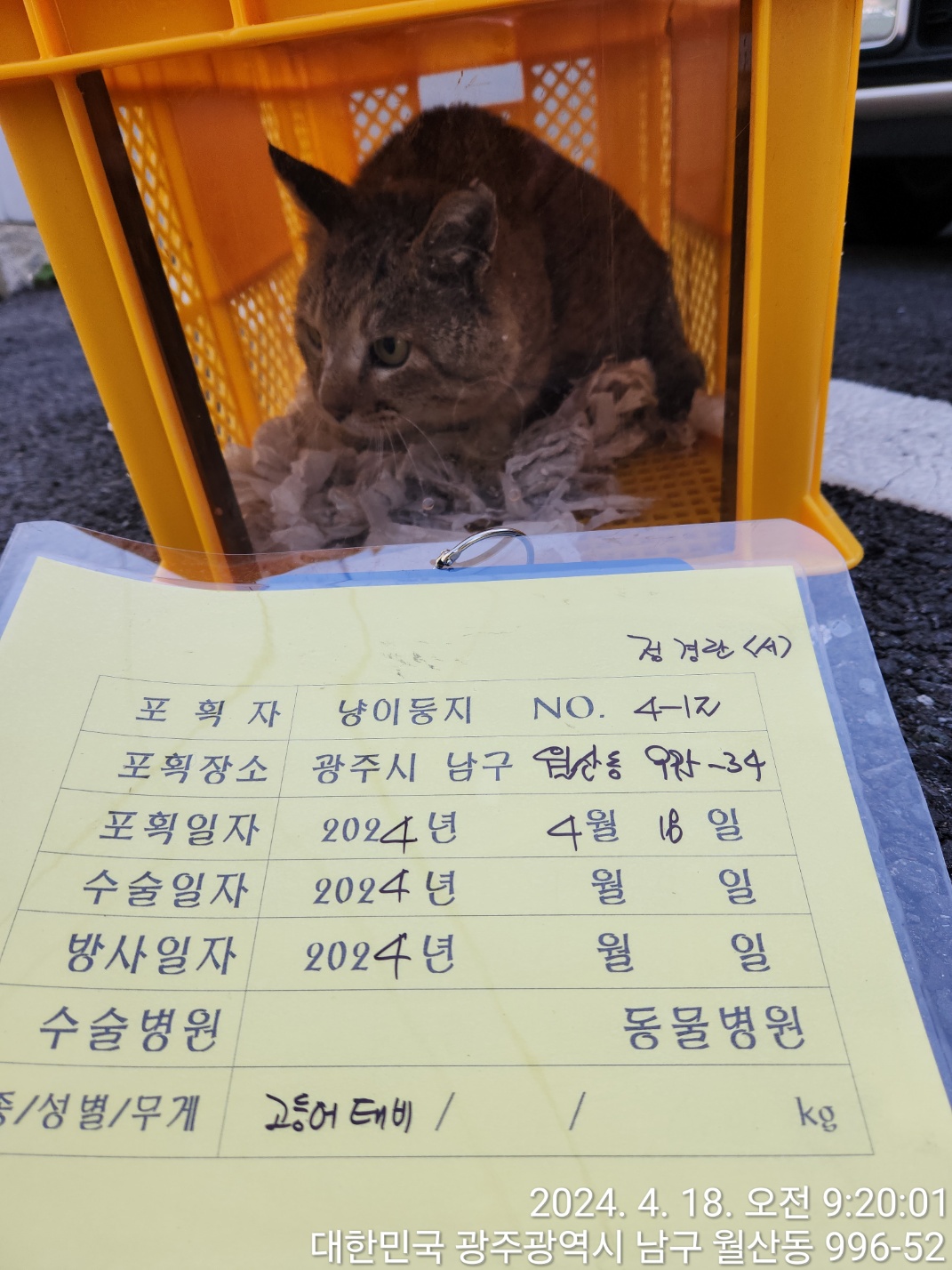 보호중동물사진 공고번호-광주-남구-2024-00039