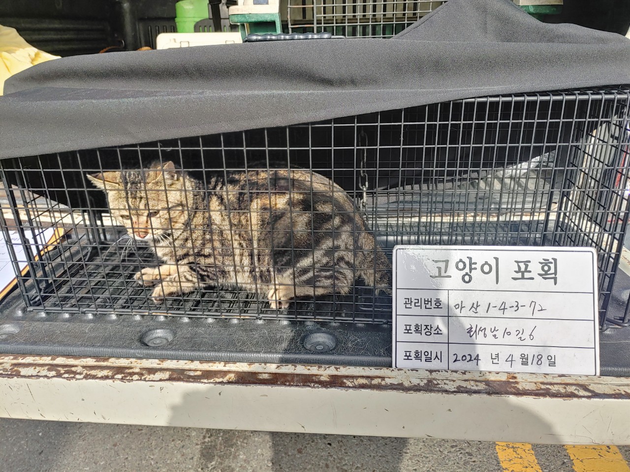 보호중동물사진 공고번호-경남-마산-2024-00525