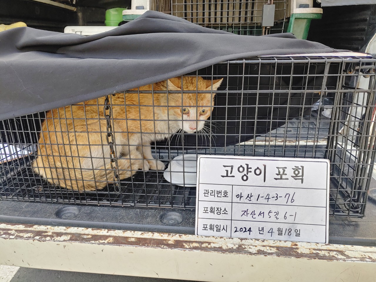보호중동물사진 공고번호-경남-마산-2024-00529