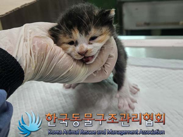 공고 번호가 경기-의정부-2024-00096인 한국 고양이 동물 사진