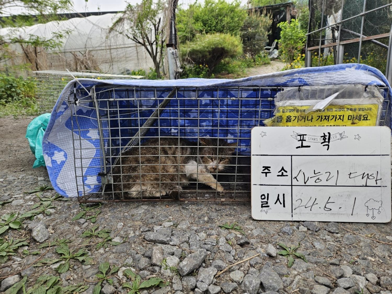 보호중동물사진 공고번호-경기-남양주-2024-00939