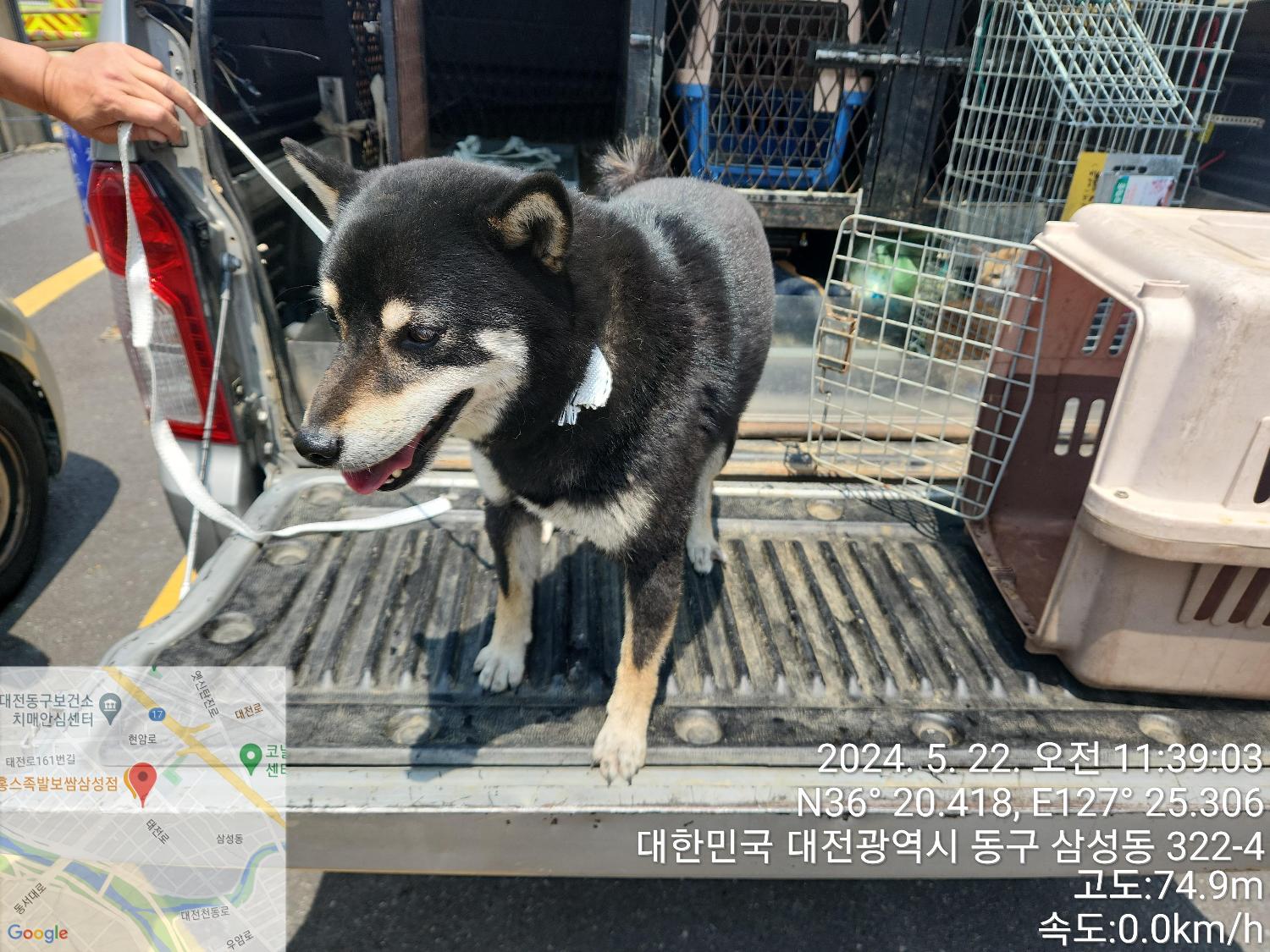 공고 번호가 대전-대덕-2024-00093인 시바 동물 사진