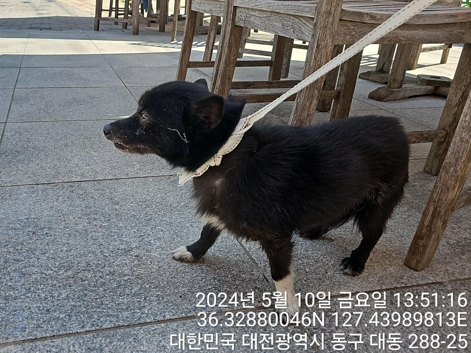 공고 번호가 대전-동구-2024-00123인 믹스견 동물 사진  