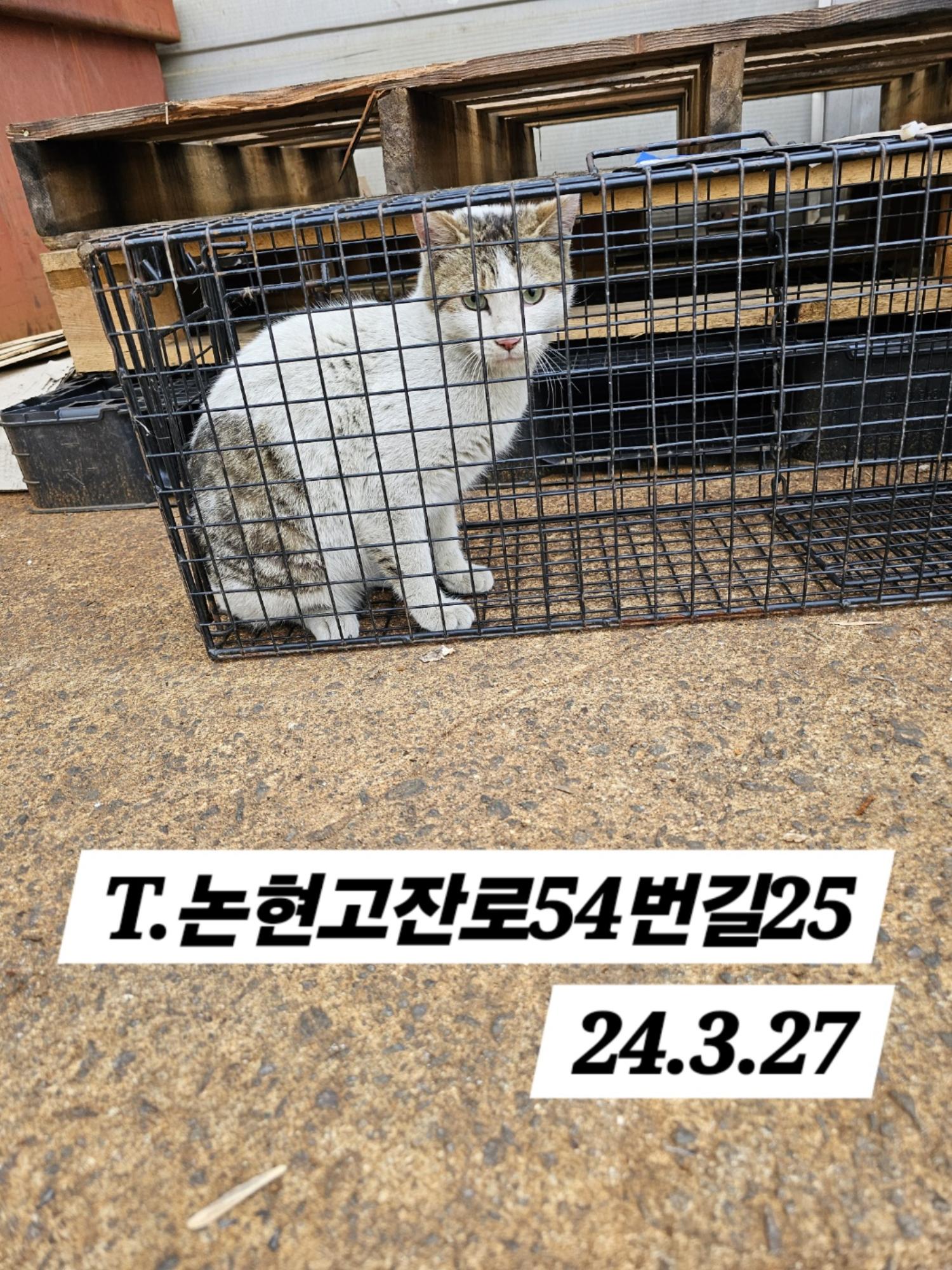 보호중동물사진 공고번호-인천-남동-2024-00106