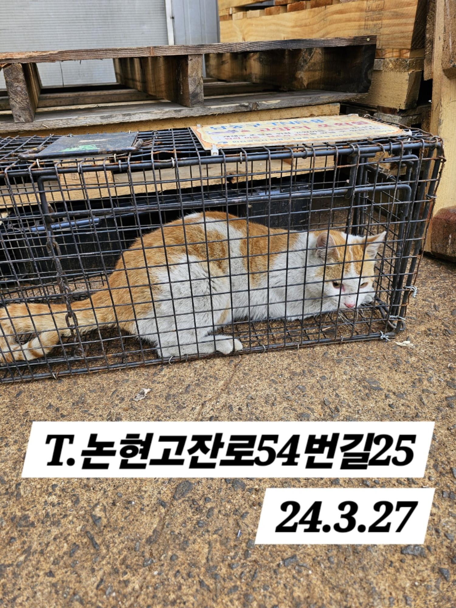 보호중동물사진 공고번호-인천-남동-2024-00105