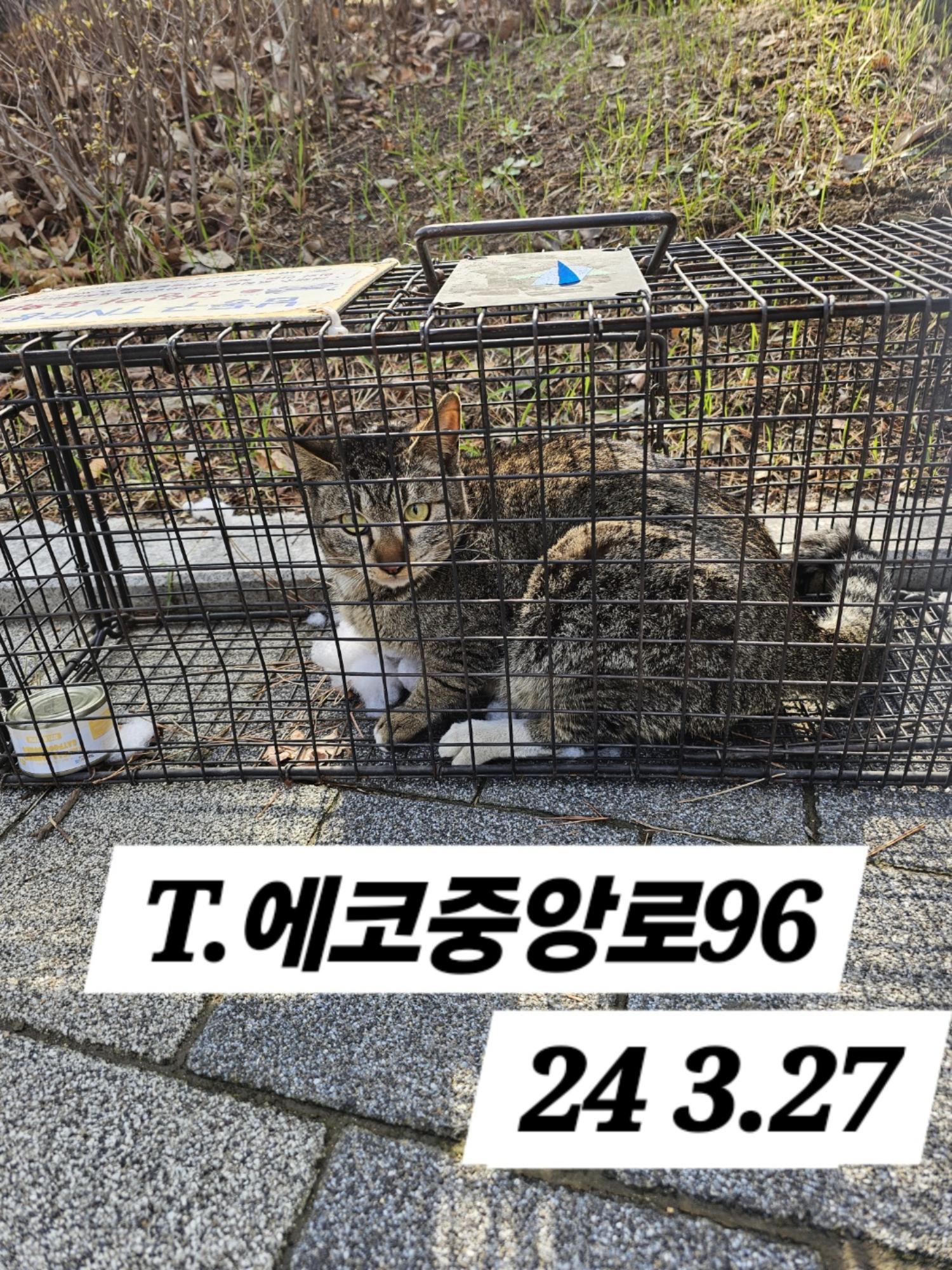 보호중동물사진 공고번호-인천-남동-2024-00118