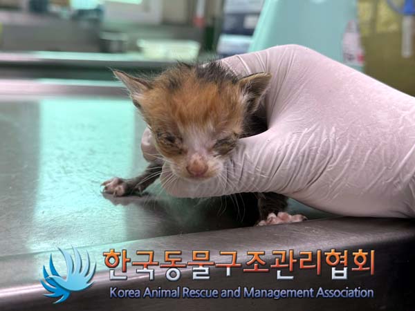 공고 번호가 경기-포천-2024-00446인 한국 고양이 동물 사진